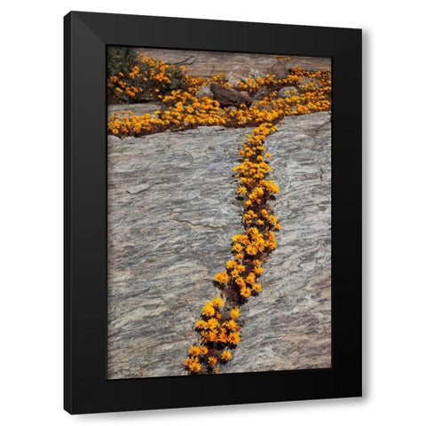South Namaqualand Flower blossoms among rocks Black Modern Wood Framed Art Print by Young, Bill