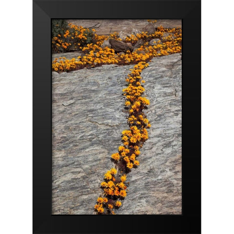 South Namaqualand Flower blossoms among rocks Black Modern Wood Framed Art Print by Young, Bill