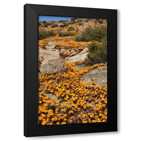 South Namaqualand Flower blossoms among rocks Black Modern Wood Framed Art Print by Young, Bill