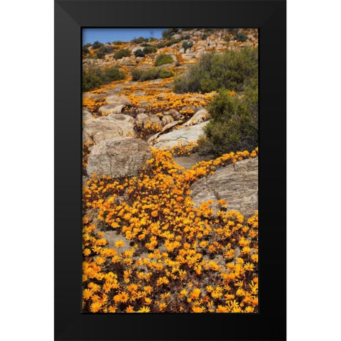 South Namaqualand Flower blossoms among rocks Black Modern Wood Framed Art Print by Young, Bill