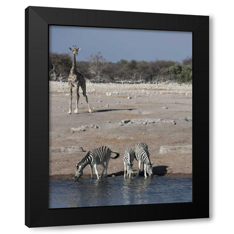 Namibia, Etosha NP Zebra and giraffe at Chudop Black Modern Wood Framed Art Print with Double Matting by Young, Bill