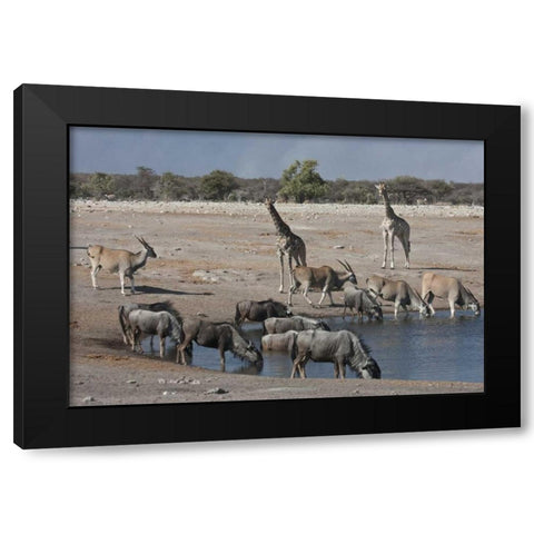 Namibia, Etosha NP  Animals at Chudop waterhole Black Modern Wood Framed Art Print with Double Matting by Young, Bill