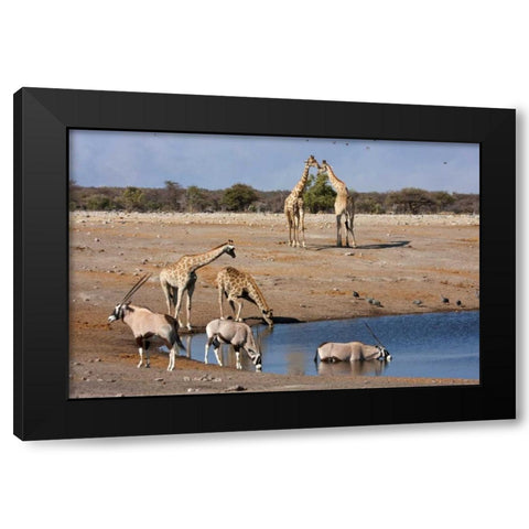 Namibia, Etosha NP Oryx and giraffe at Chudop Black Modern Wood Framed Art Print by Young, Bill
