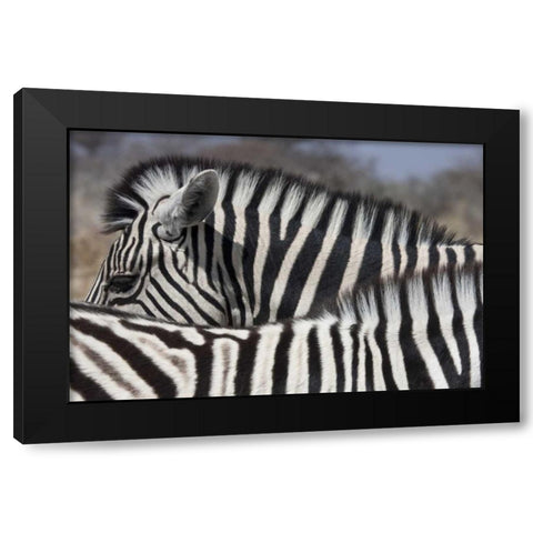 Namibia, Etosha NP Patterns formed by two zebras Black Modern Wood Framed Art Print with Double Matting by Young, Bill