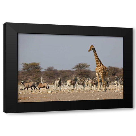 Namibia, Etosha NP Animals ongregate at water Black Modern Wood Framed Art Print with Double Matting by Young, Bill