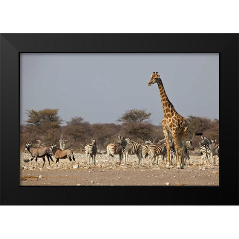 Namibia, Etosha NP Animals ongregate at water Black Modern Wood Framed Art Print by Young, Bill