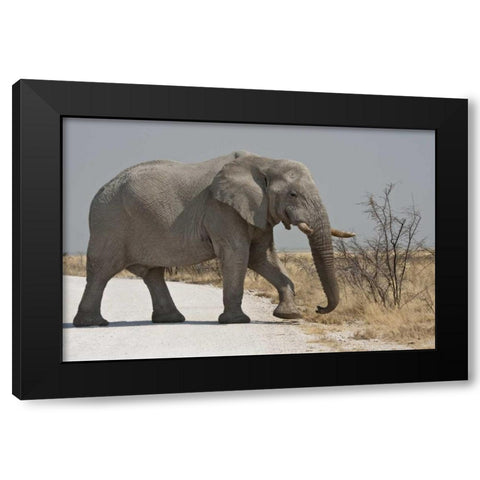 Namibia, Etosha NP Elephant crossing a road Black Modern Wood Framed Art Print by Young, Bill