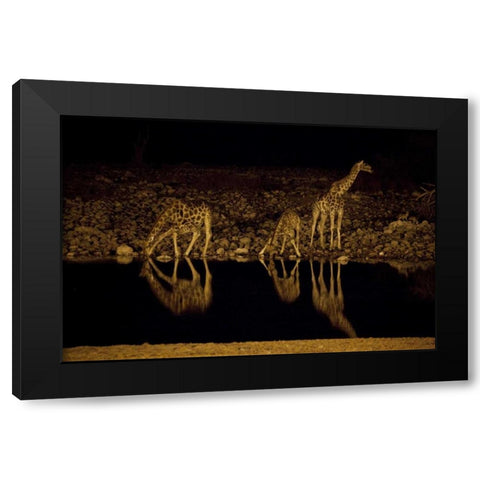Namibia, Etosha NP Giraffe drinks at Okaukuejo Black Modern Wood Framed Art Print by Young, Bill