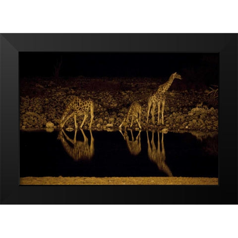 Namibia, Etosha NP Giraffe drinks at Okaukuejo Black Modern Wood Framed Art Print by Young, Bill