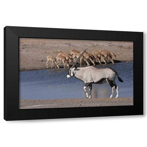 Namibia, Etosha NP Oryx and black-faced impala Black Modern Wood Framed Art Print by Young, Bill