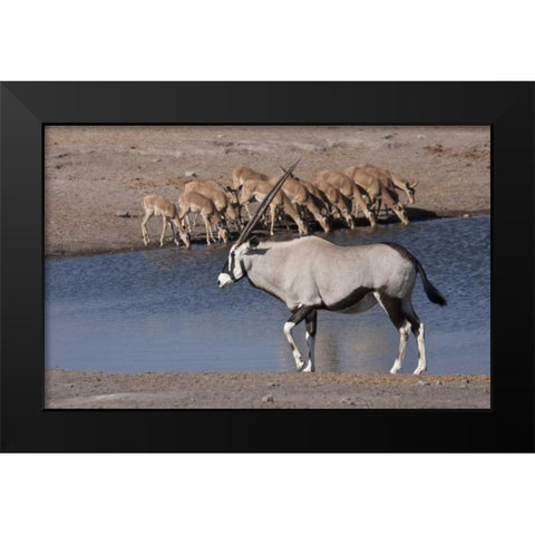Namibia, Etosha NP Oryx and black-faced impala Black Modern Wood Framed Art Print by Young, Bill