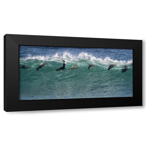 South Africa Seals surfing in waves Black Modern Wood Framed Art Print with Double Matting by Young, Bill