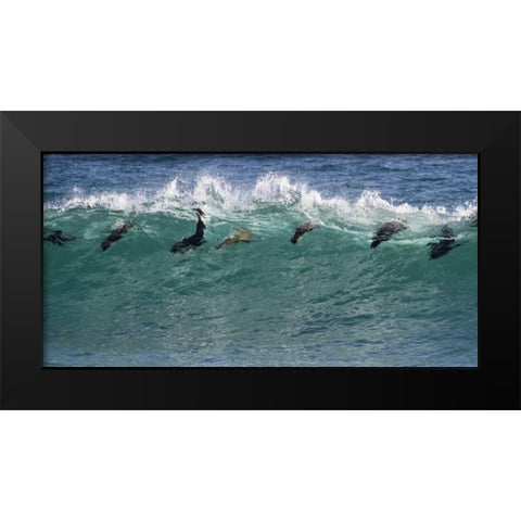 South Africa Seals surfing in waves Black Modern Wood Framed Art Print by Young, Bill