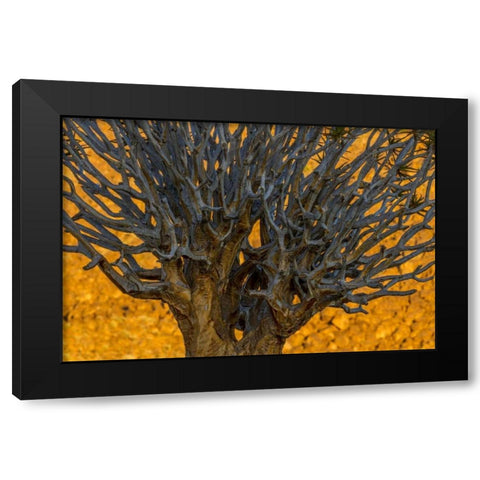 South Richtersveld NP Quiver tree Black Modern Wood Framed Art Print with Double Matting by Young, Bill