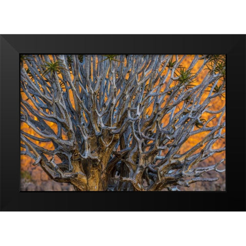 South Richtersveld NP Quiver tree Black Modern Wood Framed Art Print by Young, Bill