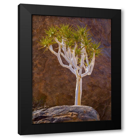 South Richtersveld NP Quiver tree and boulders Black Modern Wood Framed Art Print by Young, Bill