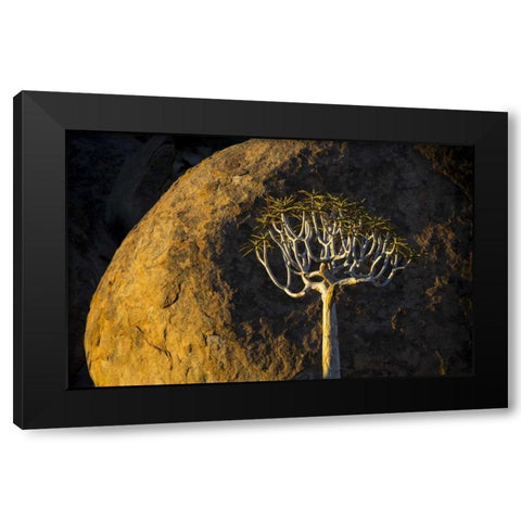 South Richtersveld NP Quiver tree and boulder Black Modern Wood Framed Art Print with Double Matting by Young, Bill
