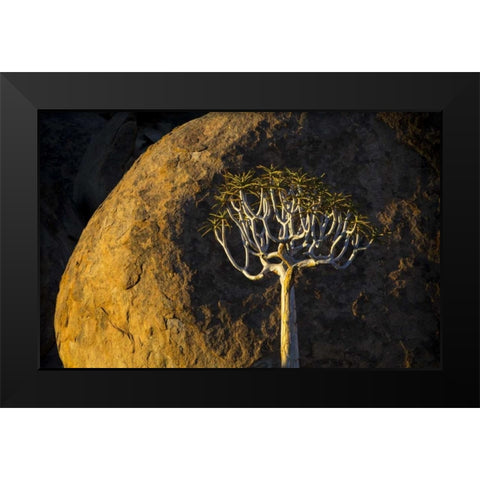 South Richtersveld NP Quiver tree and boulder Black Modern Wood Framed Art Print by Young, Bill