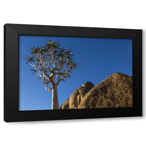South Richtersveld NP Quiver tree and boulder Black Modern Wood Framed Art Print with Double Matting by Young, Bill