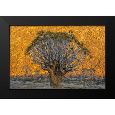 South Richtersveld NP Quiver trees against hill Black Modern Wood Framed Art Print by Young, Bill