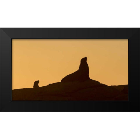 South Boulderbaai Seal silhouetted at sunset Black Modern Wood Framed Art Print by Young, Bill
