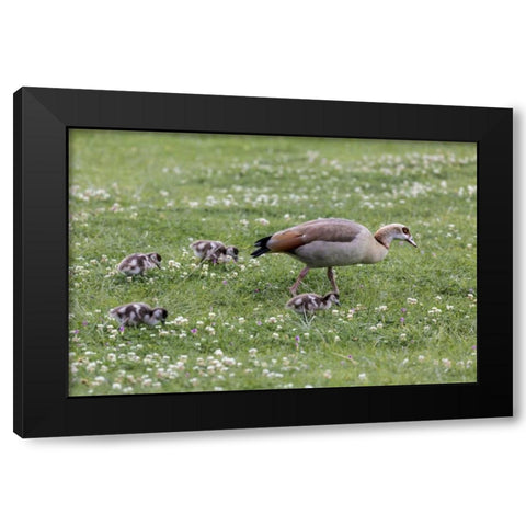 South Cape Town Mother goose with goslings Black Modern Wood Framed Art Print by Lord, Fred