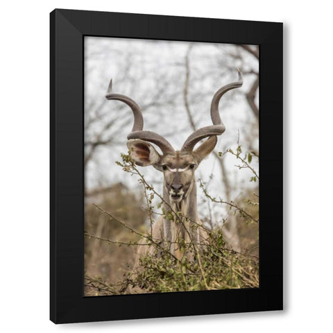 Africa, South Africa Adult greater kudu Black Modern Wood Framed Art Print by Lord, Fred