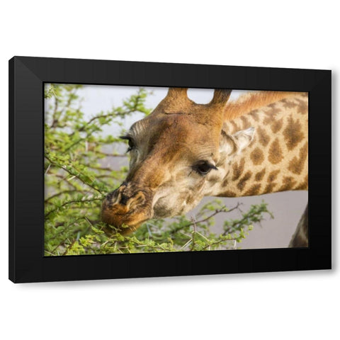 South Africa Giraffe feeding on acacia leaves Black Modern Wood Framed Art Print with Double Matting by Lord, Fred