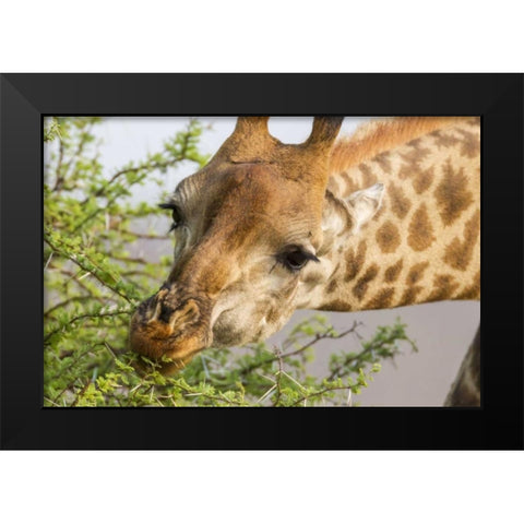 South Africa Giraffe feeding on acacia leaves Black Modern Wood Framed Art Print by Lord, Fred