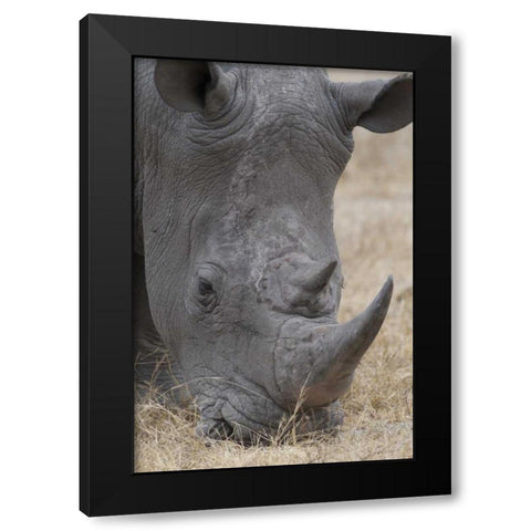 Africa, South Africa Close-up of rhino head Black Modern Wood Framed Art Print by Lord, Fred