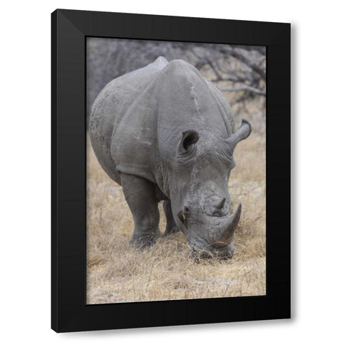 Africa, South Africa Rhinoceros grazing Black Modern Wood Framed Art Print by Lord, Fred