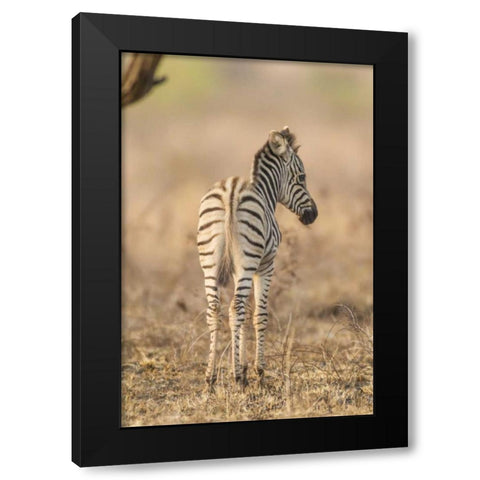Africa, South Africa Rear of baby zebra Black Modern Wood Framed Art Print with Double Matting by Lord, Fred