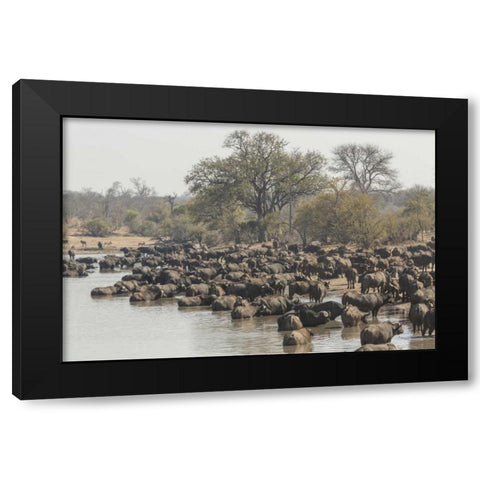 South Africa, Cape buffalo herd at water hole Black Modern Wood Framed Art Print by Lord, Fred