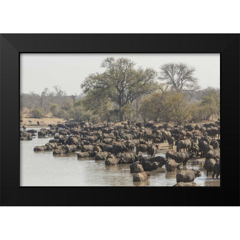 South Africa, Cape buffalo herd at water hole Black Modern Wood Framed Art Print by Lord, Fred