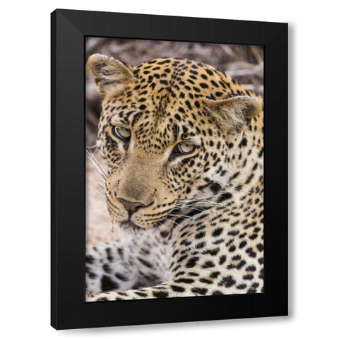 South Ngala Private Game Reserve Young leopard Black Modern Wood Framed Art Print with Double Matting by Lord, Fred