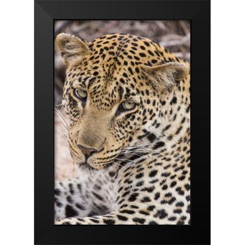 South Ngala Private Game Reserve Young leopard Black Modern Wood Framed Art Print by Lord, Fred