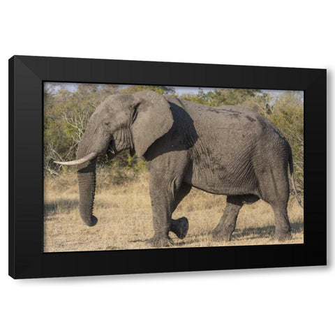 South Africa, Side view of male elephant Black Modern Wood Framed Art Print with Double Matting by Lord, Fred