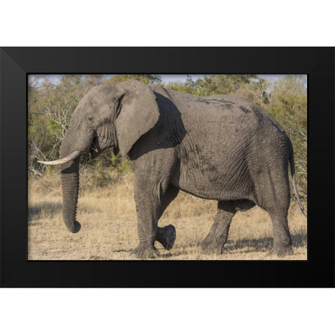 South Africa, Side view of male elephant Black Modern Wood Framed Art Print by Lord, Fred