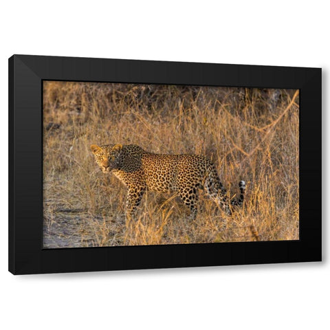 South Africa, Wary leopard in grass Black Modern Wood Framed Art Print with Double Matting by Lord, Fred
