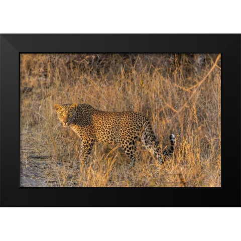 South Africa, Wary leopard in grass Black Modern Wood Framed Art Print by Lord, Fred