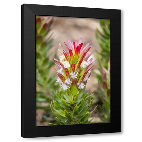 Africa, South Africa, Cape Town Protea flower Black Modern Wood Framed Art Print by Lord, Fred