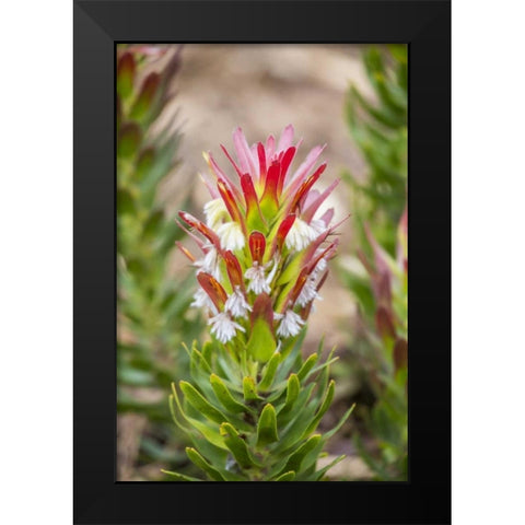 Africa, South Africa, Cape Town Protea flower Black Modern Wood Framed Art Print by Lord, Fred