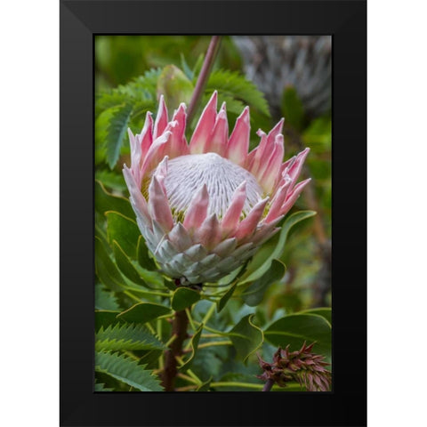 South Cape Town King protea flower Black Modern Wood Framed Art Print by Lord, Fred