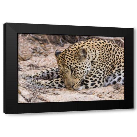 South Ngala Private Game Reserve Young leopard Black Modern Wood Framed Art Print with Double Matting by Lord, Fred