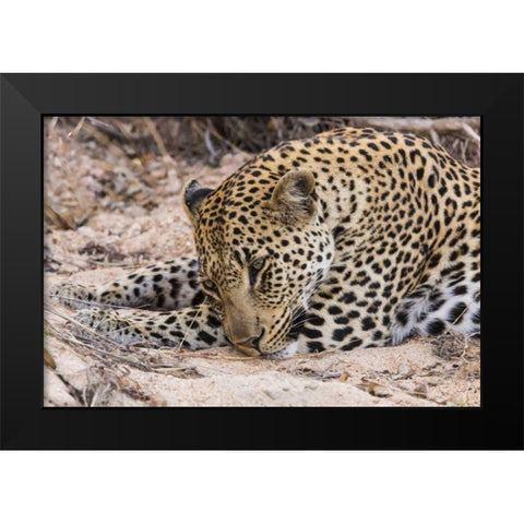 South Ngala Private Game Reserve Young leopard Black Modern Wood Framed Art Print by Lord, Fred