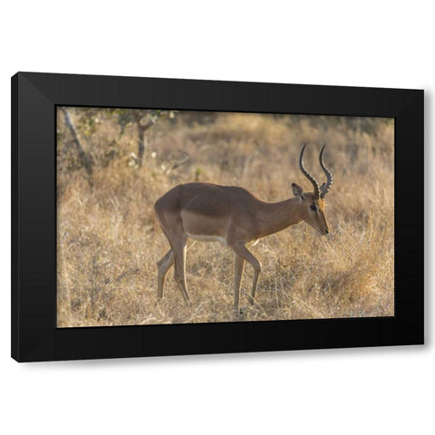 South Ngala Private Game Reserve Impala in brush Black Modern Wood Framed Art Print by Lord, Fred