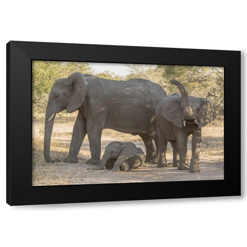 South Africa, Elephants in shade Black Modern Wood Framed Art Print with Double Matting by Lord, Fred