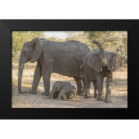 South Africa, Elephants in shade Black Modern Wood Framed Art Print by Lord, Fred