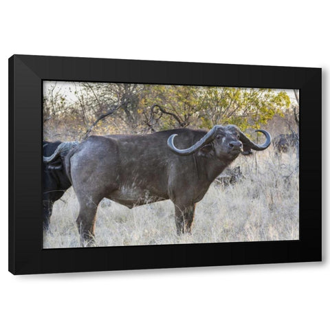 South Africa, Side view of Cape buffalo Black Modern Wood Framed Art Print by Lord, Fred
