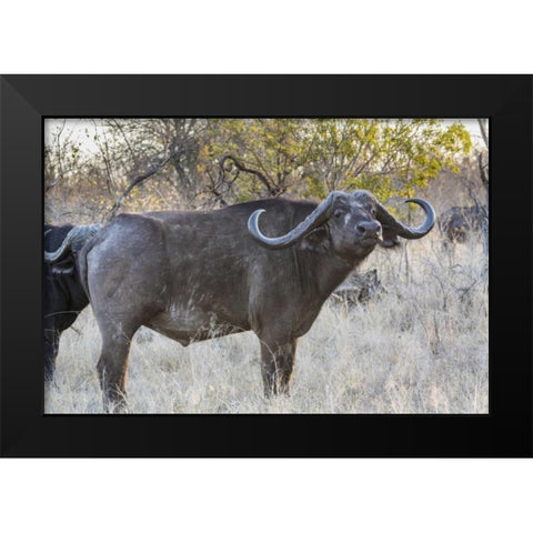South Africa, Side view of Cape buffalo Black Modern Wood Framed Art Print by Lord, Fred